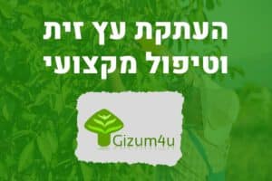 העתקת עץ זית