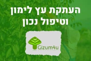 העתקת עץ לימון